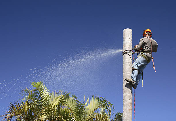 How Our Tree Care Process Works  in  South Coventry, CT