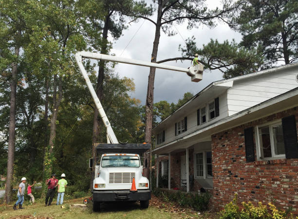 Best Palm Tree Trimming  in South Coventry, CT