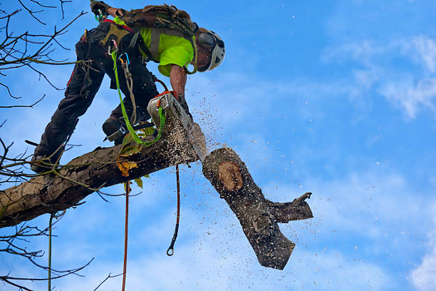 Best Tree Trimming and Pruning  in South Coventry, CT