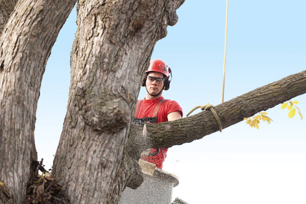 South Coventry, CT Tree Care Company